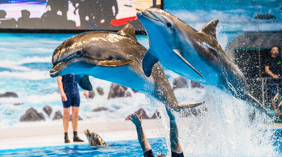 Dolphin Show Experience