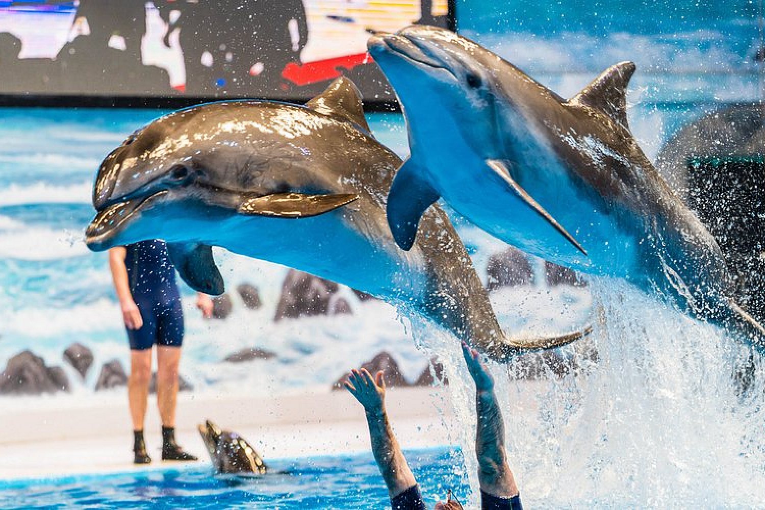 Dolphin Show Experience